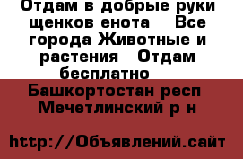 Отдам в добрые руки щенков енота. - Все города Животные и растения » Отдам бесплатно   . Башкортостан респ.,Мечетлинский р-н